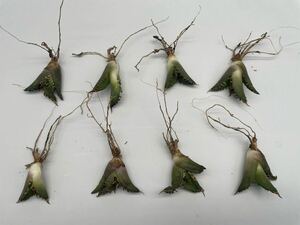 土犬楽園 多肉植物　【特選】　アガベ　agave titanota チタノタ『シーザー』　8株セート