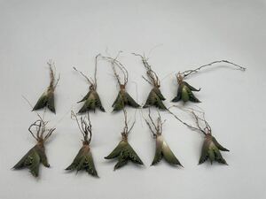 土犬楽園 多肉植物　【特選】　アガベ　agave titanota チタノタ『シーザー』　10株セート 1