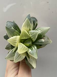 ハオルチア　姫美人錦　Haworthia 2