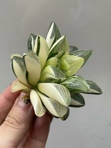 ハオルチア　姫美人錦　Haworthia 4