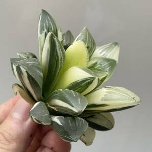 ハオルチア 姫美人錦 Haworthia 4の画像6