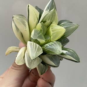 ハオルチア 姫美人錦 Haworthia 4の画像8