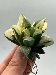 ハオルチア　姫美人錦　Haworthia 1