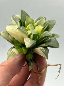 ハオルチア　姫美人錦　Haworthia 2