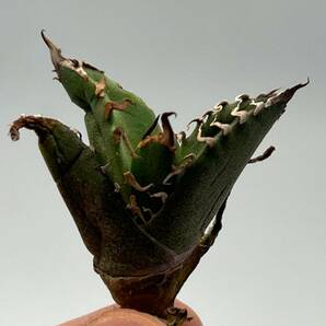 土犬楽園 多肉植物 【特選】 アガベ agave titanota チタノタ『シーザー』 10株セート 1の画像4