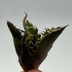 土犬楽園 多肉植物 【特選】 アガベ agave titanota チタノタ『シーザー』 10株セート 1の画像3
