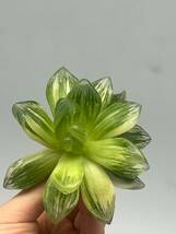 多肉植物 ハオルチア 広瀬雨露錦6_画像5