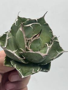 [AGAVE TITANOTAmchiteb ball ] good type agave chitanotamchipliMAX short leaf 