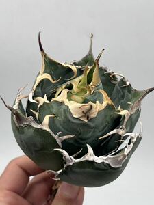 【AGAVE TITANOTA　Special白鯨】　極上型　アガベ　チタノタ　千載一遇株　