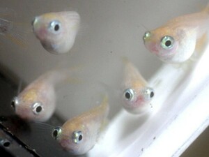 癒やし系★目前ホワイトより生まれた稚魚10匹(10mm)★ポニョ 可愛い ダルマ めだか メダカ