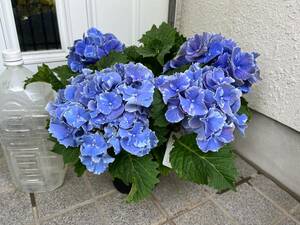  hydrangea Star lito jewel 5 number pot 