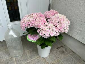  hydrangea Princess Charlotte 5 number pot You mi-