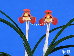 * весна орхидея [..] сверху дерево 4шт.@*..× женщина .. реальный сырой *. иен .* иен . цветок. популярный вид * холод орхидея 
