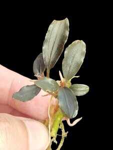 【ブセファランドラ】Bucephalandra sp. Metalic Black 水上葉【メタリックブラック】