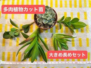 【多肉植物カット苗】大きめ長めセット★火祭り&白牡丹&ベビーサンローズ&ペンテリー♪画像そのまま送ります