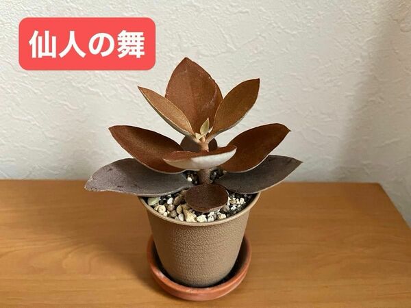 【多肉植物カット苗】レア？！茶色い肉厚リーフ仙人の舞♪カランコエ　画像そのまま送ります