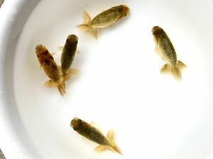 驚きの系統は当歳のガッチリ尾形とフンタン迫力！次世代への布石！7cm5匹・会用・極上種