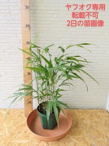 観葉植物 竹 四方竹 苗 盆栽 筍 タケノコ 目隠し 生垣