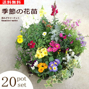 季節の花苗 20ポットセット 花色ミックス ガーデニング 花壇 寄せ植え 春 夏 秋 冬