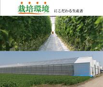 ☆ 目利きのプロが厳選したおいしい 産地直送野菜セット☆ 野菜セット お年賀 野菜 詰め合わせ 野菜BOX 旬 厳選 ギフト 食材 新鮮_画像9