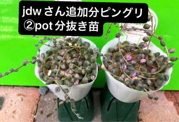 jdwさん追加分ピングリ②pot分抜き苗