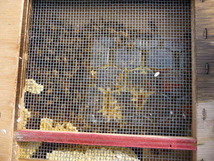 山形発！蜜蜂　西洋ミツバチ　4枚入り8000匹・交配や蜜採取に　Ⅱ　！_画像2