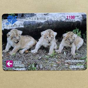 [ unused ] bus card face value 1000 jpy Yokohama city traffic department .. is . zoo Zoo lasia(ma India lion. baby )