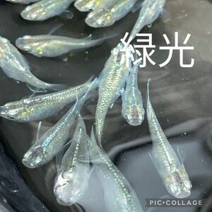 緑光メダカの卵　40個 当日or翌日発送