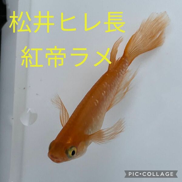 松井ヒレ長皇帝ラメの卵　20個 当日or翌日発送