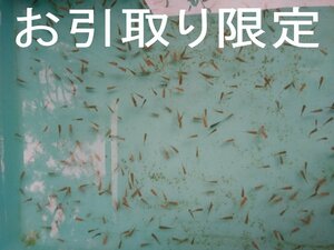 金魚稚魚MIX４０匹＋α