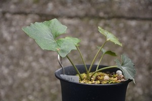 ツワブキ　無名（青軸、素芯、菊咲き）