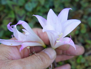 Amaryllis？　カナリア諸島の球根植物