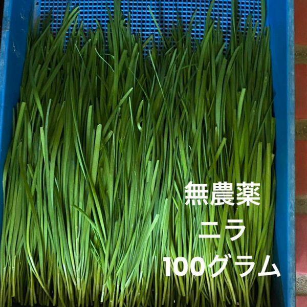 ニラ 無農薬　野菜　100g