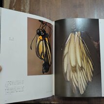 ◆日本アルプスの蝶　田淵行男　学研　定価25000円　昭和54年初版_画像9