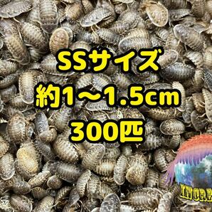 デュビア約1〜1.5cm 300匹+10%の画像1