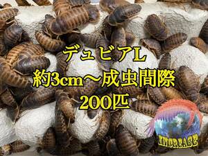 デュビア約3cm〜成虫間際 200匹+10%