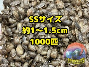 デュビア約1〜1.5cm 1000匹+10%