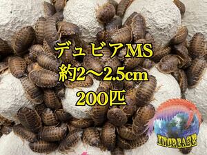 デュビア約2〜2.5cm 200匹+10%