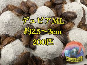 デュビア約2.5〜3cm 200匹+10%