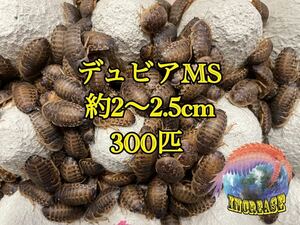 デュビア約2〜2.5cm 300匹+10%