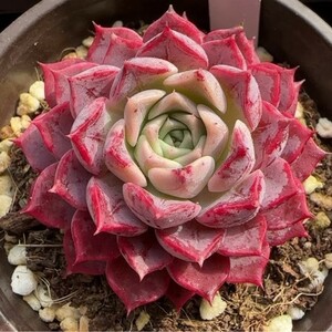 特美苗大人気YZ 多肉植物 エケベリア