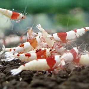  end of the month sale!![RB20 pcs /A rank ]. individual * Mothra go in -!/3 point limit. exhibition!!/ including in a package possible!!/ sample image [ Red Bee Shrimp ]KGambas