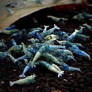 1 point limit!![TQ30 pcs /A rank ]. individual */ same day shipping correspondence possible!!/ including in a package possible!!/ in photograph aquarium from [ turquoise shadow ]KGambas