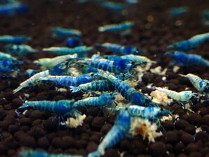 1 point limit!![TQ20 pcs /A rank ]. individual * same day shipping correspondence possible!!/ including in a package possible!![ turquoise shadow shrimp ]KGambas/ sample image 