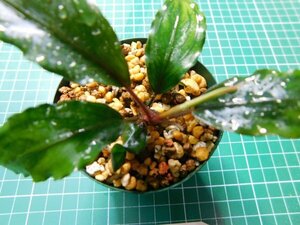 ◎1816TN262　 (自家栽培）水草　ブセファランドラ　Bucephalandra sp.　ダークブルー