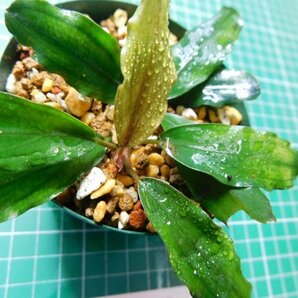 ◎1815TN47  (自家栽培）水草 ブセファランドラ Bucephalandra sp. ShineGreenの画像4