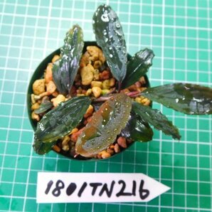 ◎1801TN216  (自家栽培）水草 ブセファランドラ Bucephalandra sp. Sekadau Blue①の画像2