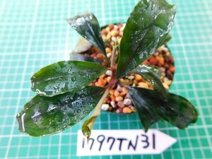 ◎1797TN31　 (自家栽培）水草　ブセファランドラ　Bucephalandra sp.　Nanga Pinoh Baileys②