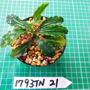 ◎1793TN21  (自家栽培）水草 ブセファランドラ Bucephalandra sp. Maitaiマイタイ②の画像2