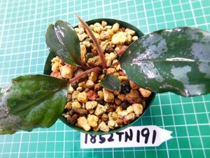 ◎1852TN191　 (自家栽培）水草　ブセファランドラ　Bucephalandra sp. Pink Bayuda②